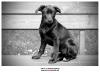 Labradorek 